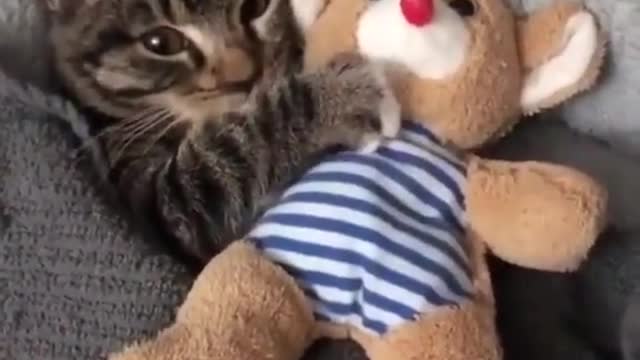 Cute cat sleep's with a toy