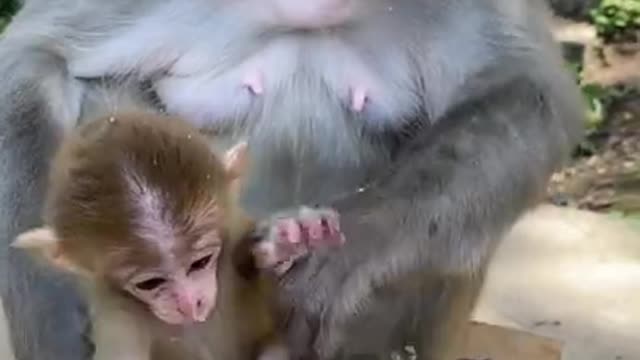 Cute Monkey China & Funny Love monkey| Animals Love 🐒