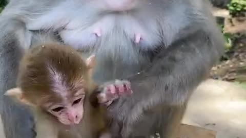 Cute Monkey China & Funny Love monkey| Animals Love 🐒