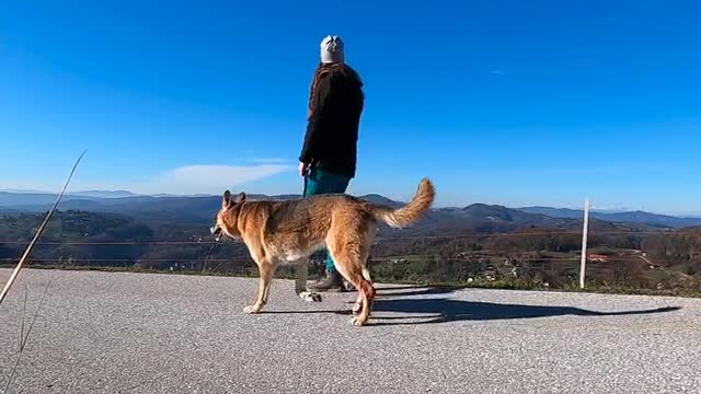 Dog walking in the road