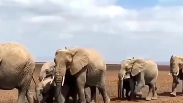 🐘