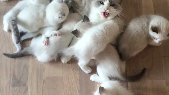 Kitten Pile