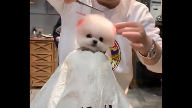 CUTE CLIPS OF BABY ANIMALS! I WOULD WANT ONE OF THOSE!