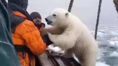 the polar bear who loves people