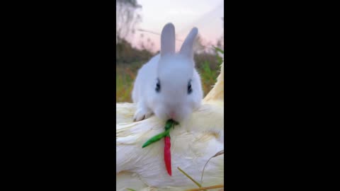 This bunny is quite tough, the more it eats spicy peppers, the more it gets excited.