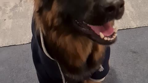 Gorgeous puppy smiles for the camera