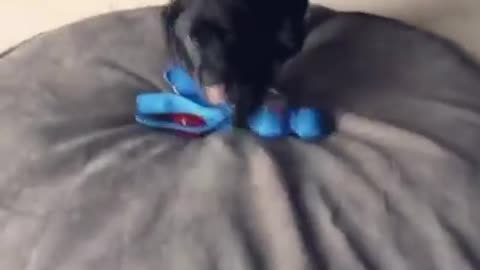 Black puppy dives into blue toy and rolls on face