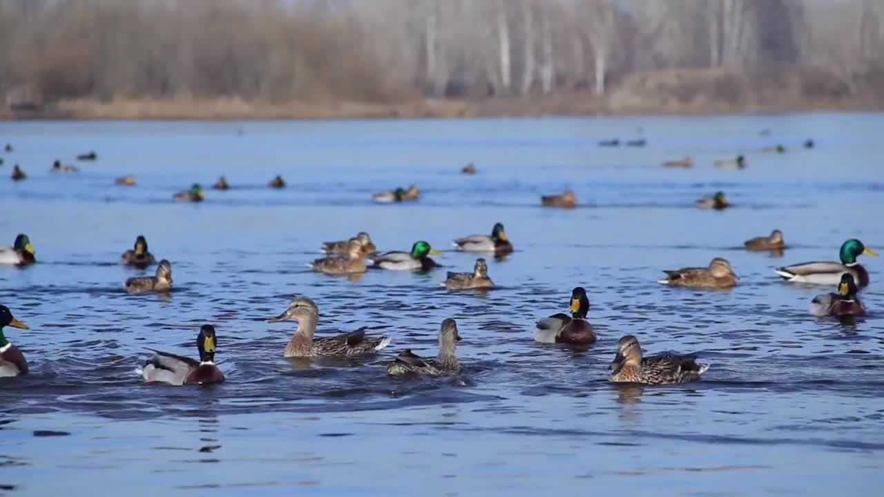 Big duck flock floating on the river, Mallard ducks swimming in water