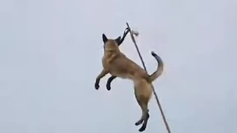 Indian army dog traning