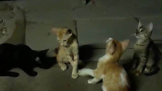 Funny and Cute Little Cat's