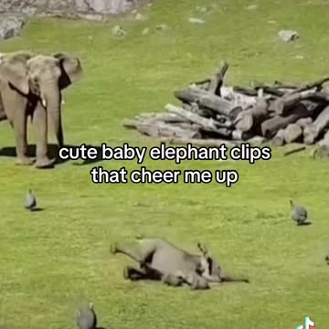 cute baby elephant clips that cheer me up