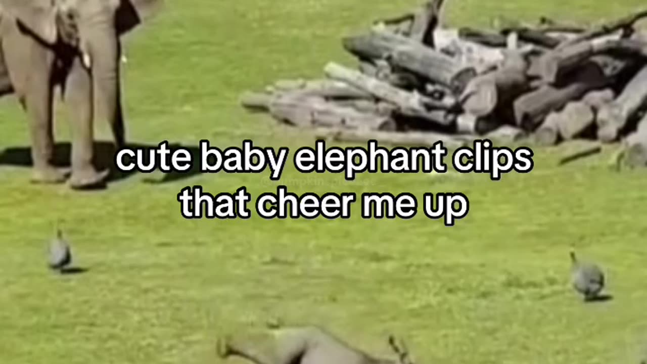 cute baby elephant clips that cheer me up