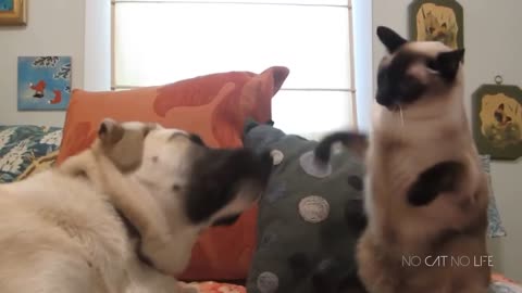 dogs are dumb boyfriends while cats are moody girlfriends