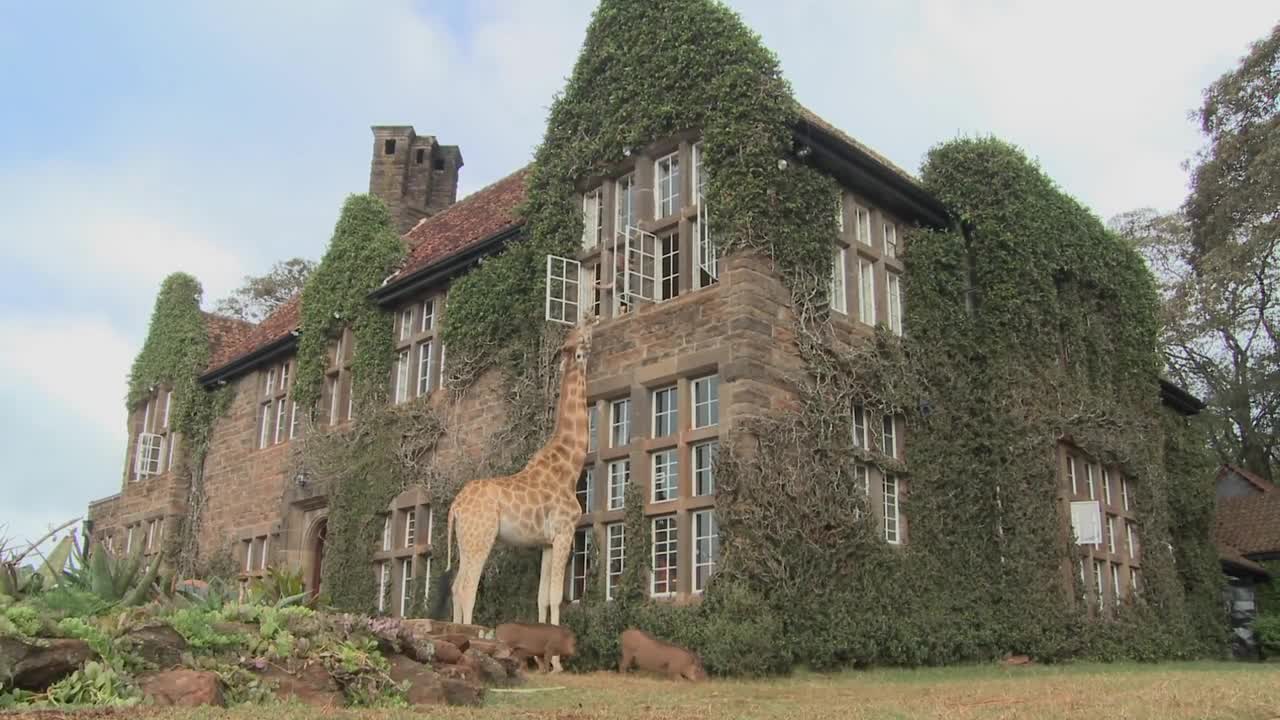 Giraffes mill around outside an old mansion in Kenya