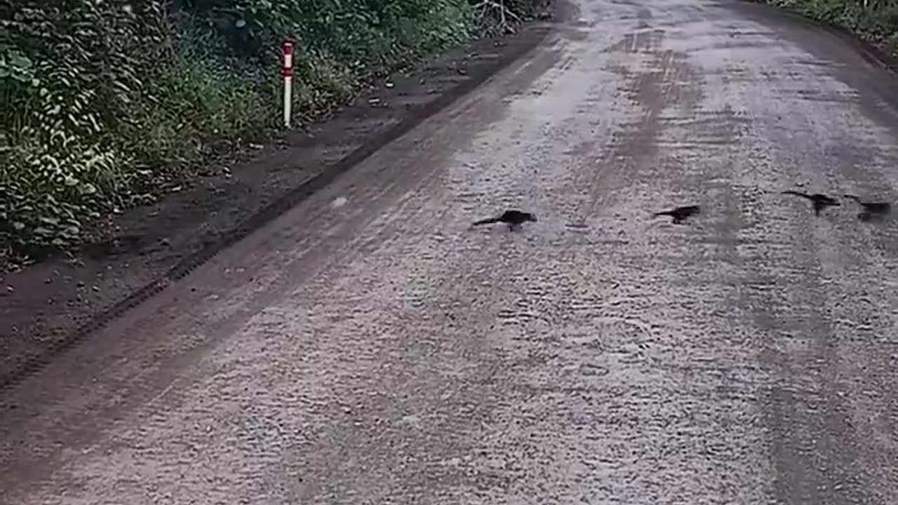 Stopping for a Coati Family to Cross