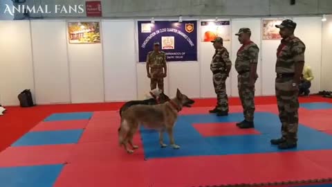 Dog training video