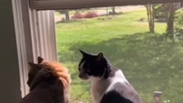 Funny cats