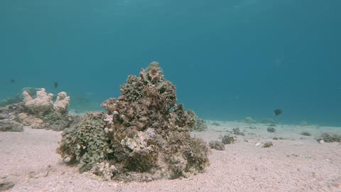 Perfectly Camouflaged Octopus On Coral