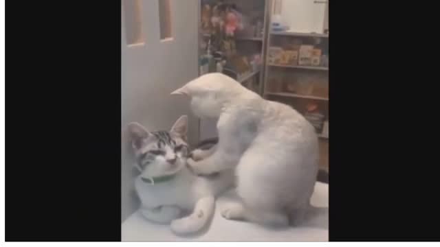 Funny cats 2 and kittens meowing compilations