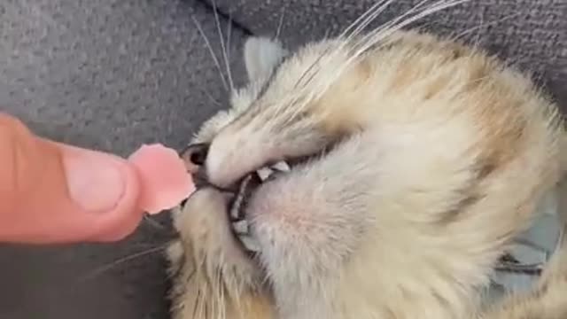 LAGY CAT GET SHOCKED.