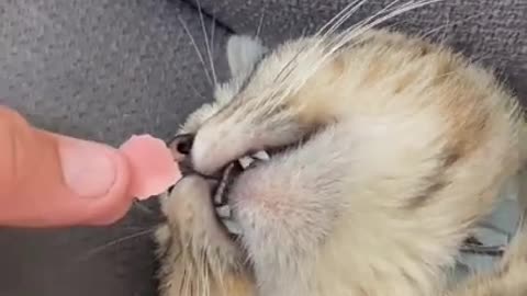 LAGY CAT GET SHOCKED.