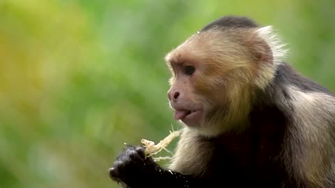 little happy monkey eats Grasshopper