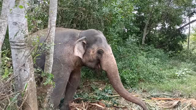 An elephant swings back and forth and eats.