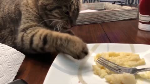 Funny Cats Will Make You Laugh For Hours! Try not to laugh!