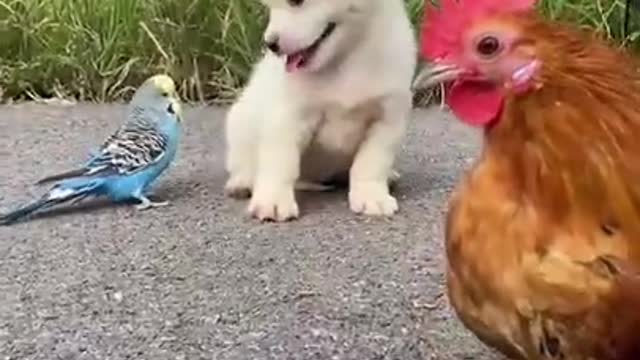 funy and cute husky compilation