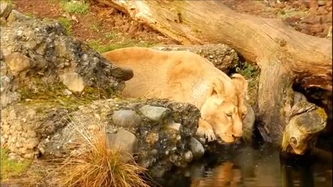 Wild life cute baby lions