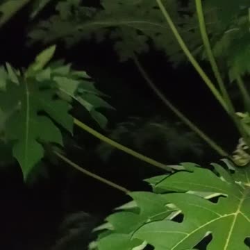 Papaya trees on LaFleur Farms
