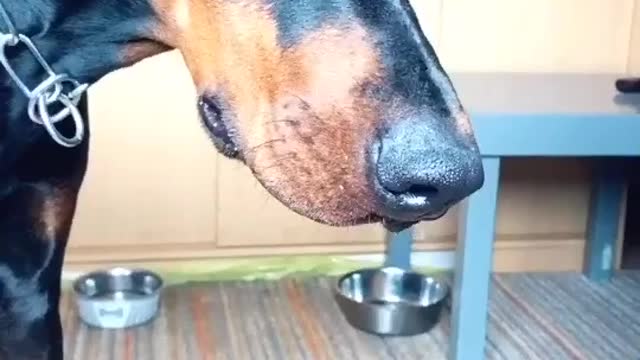 Funny dogs video. #dogs,#funny,#video,#rumble,#trending.