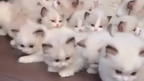 Cat funny video