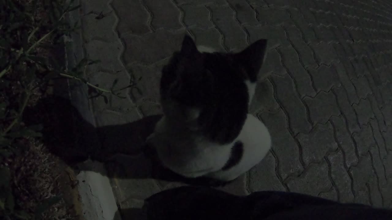 ARIANA GRANDE & RIHANNA - Homeless cat in Ras Al Khaimah, UAE #cat #cats #ArianaGrande #RIHANNA #UAE
