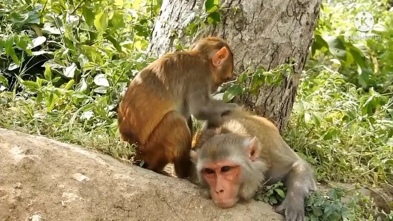 Cute monkies