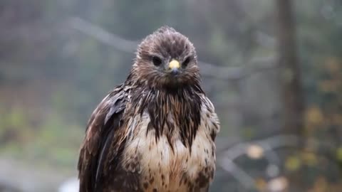 a beautiful bird of prey on its rest.