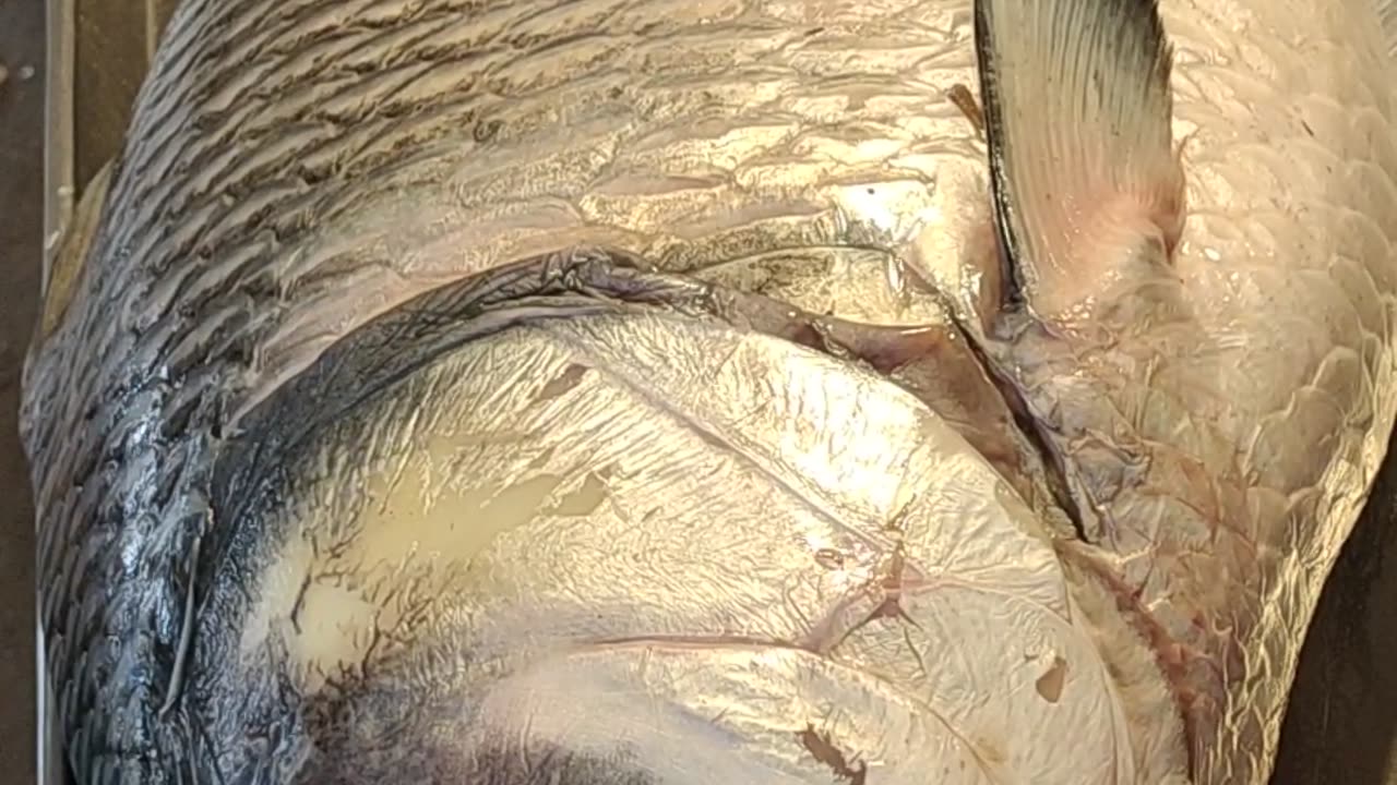 Giant katla Fish Live Video In Fish Market Bangladesh#shorts