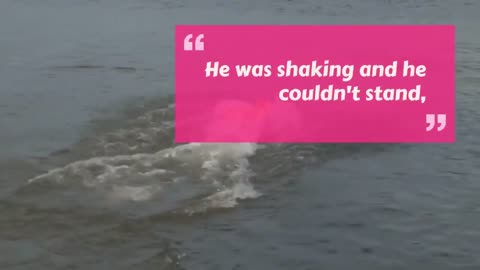 Dog found swimming 135 miles off the coast of Thailand!!!!!