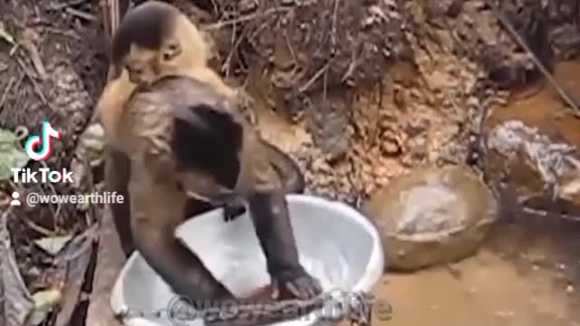 🐒 Monkey is Washing the Dishes