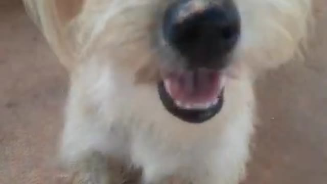 funny animals
