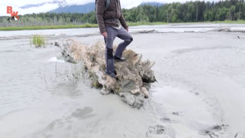 Bald Eagle Adventure