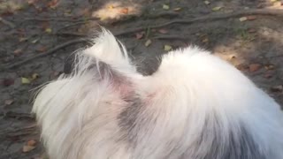 Dog howling along with sirens