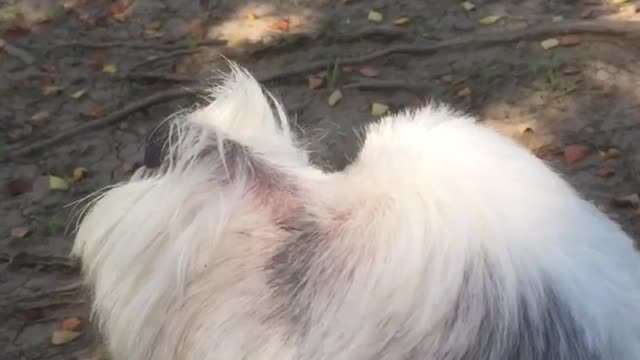 Dog howling along with sirens