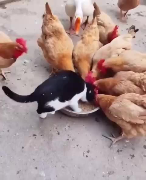 Kitty tries to make friends and be more popular