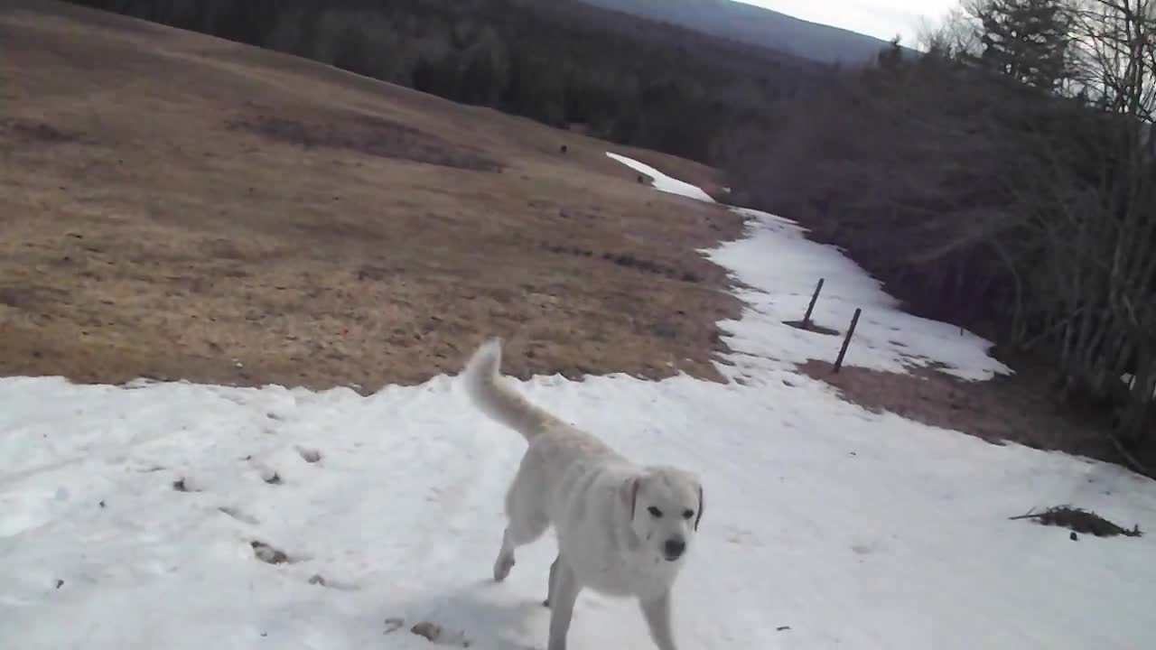 Excited Sheep Dog Repeatedly Slides Down Icy Hill