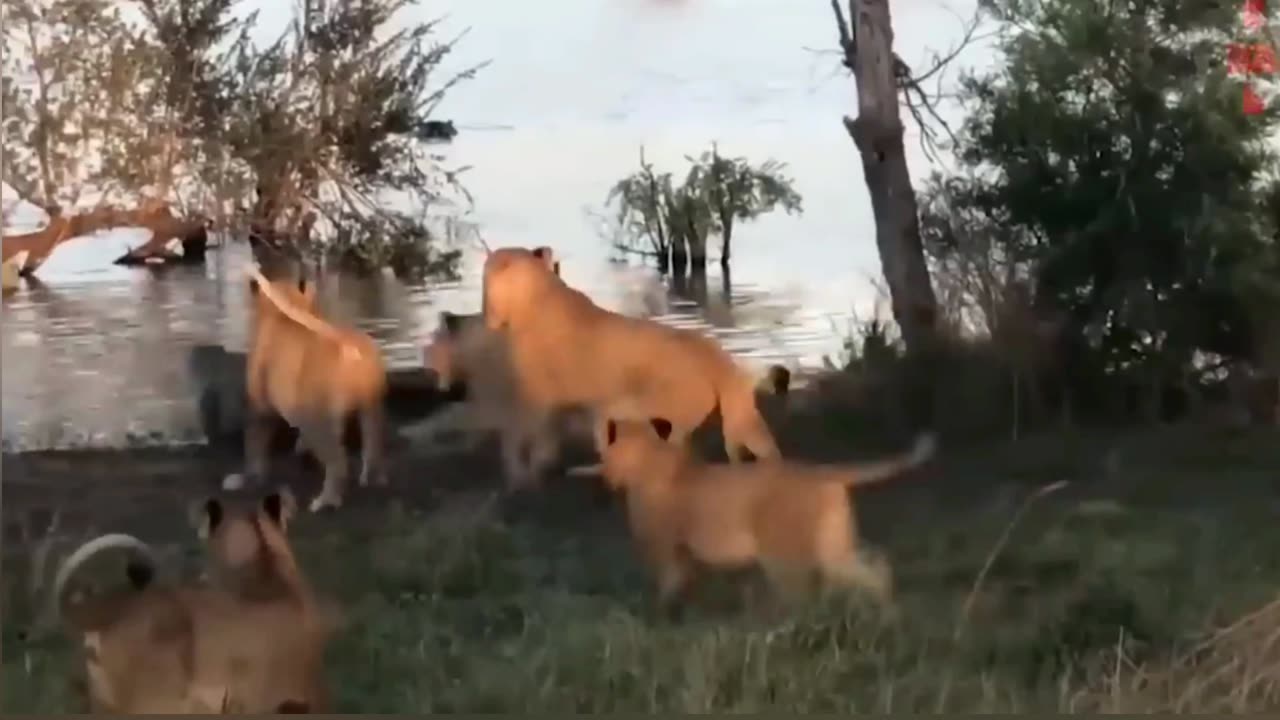 Intense Showdown: Dog-Like Lion Battles Alligator by the Riverside!