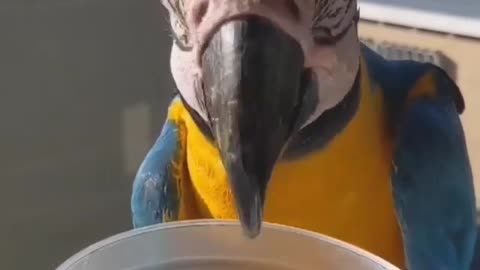 The parrot drinks water from the bucket