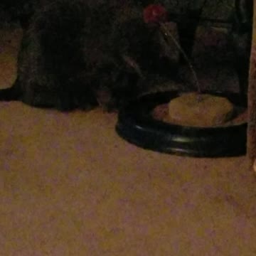 Roman playing around