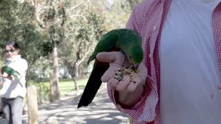 Bird feeding in my hand