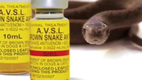 SNAKE Venom Drink is not toxic ! Only if injected !!